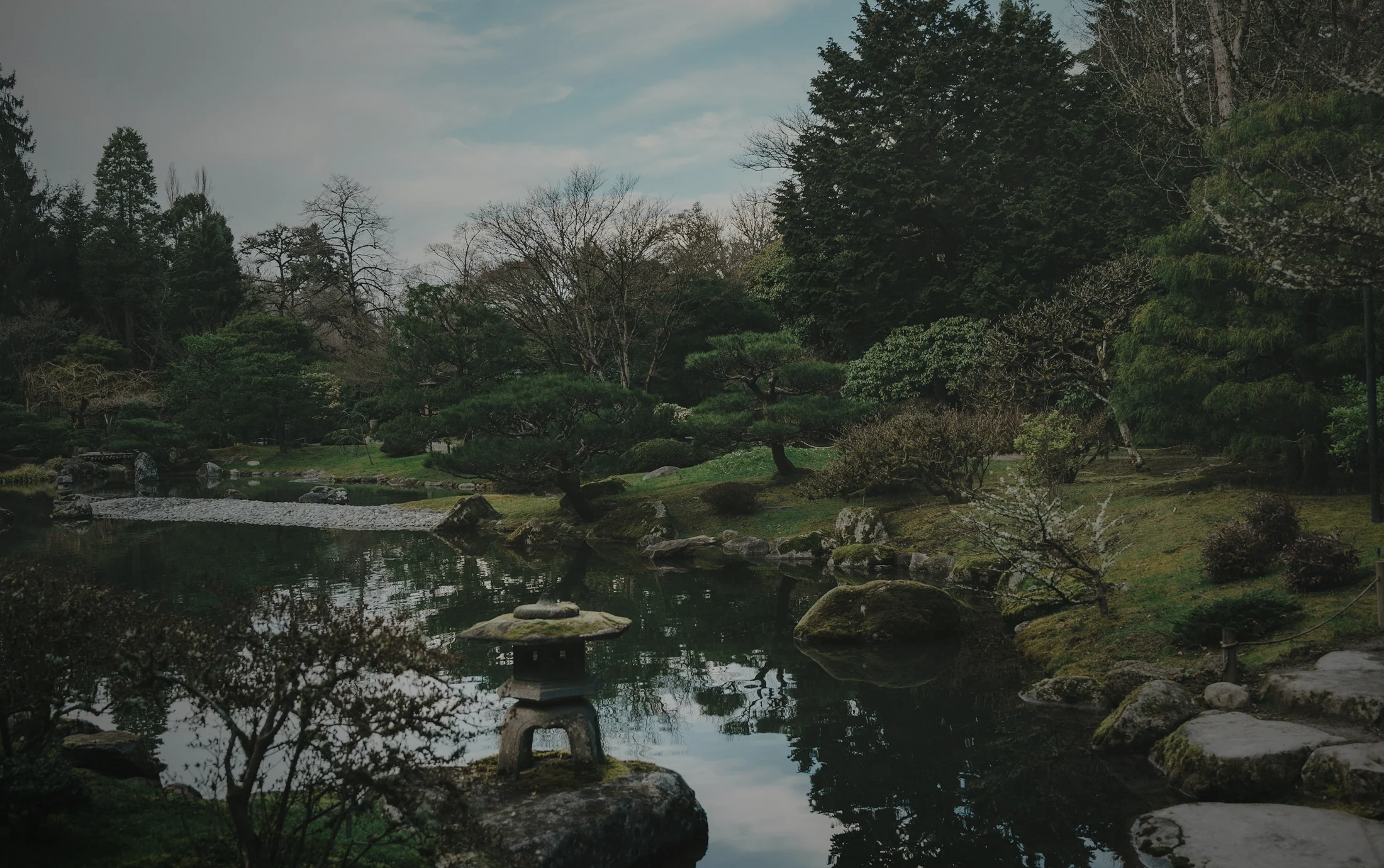 Still garden water and moss in soft light.